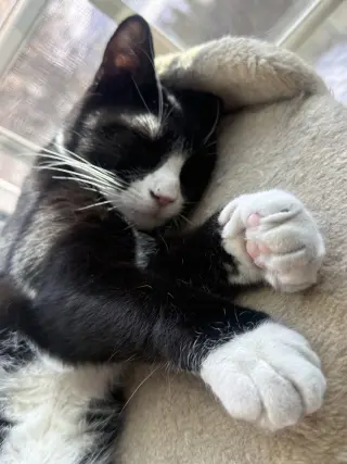King Tuxy