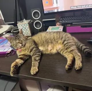 Lily #seeks-out-affection