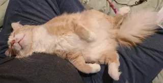 Norbert