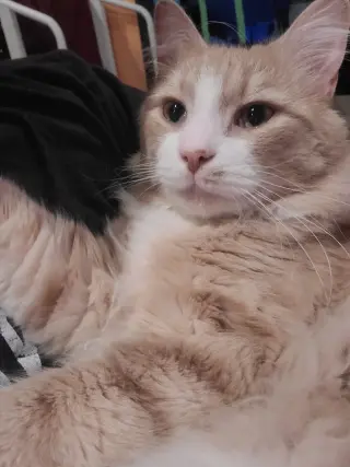 Norbert