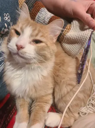Norbert