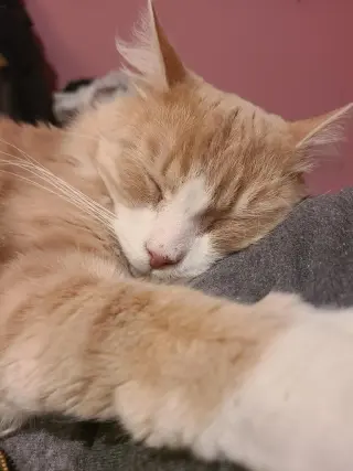 Norbert