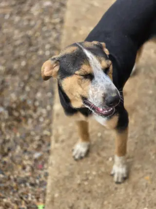 Finn