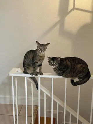 COURTESY POST: Ivy & Missou (Mom & Daughter)