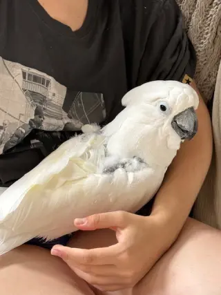 Soki