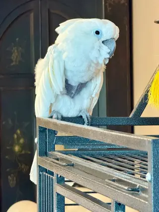 Soki