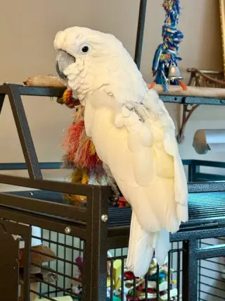 Soki