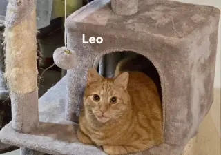 Leo