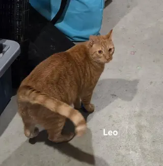 Leo