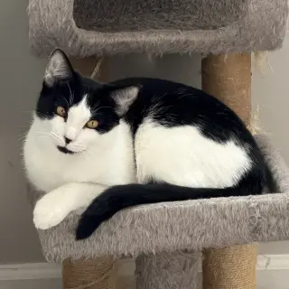 Chicken Nugget