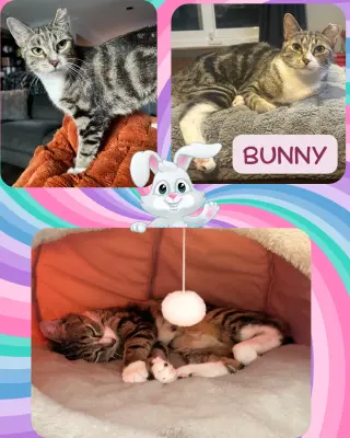 Bunny
