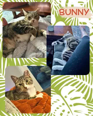 Bunny