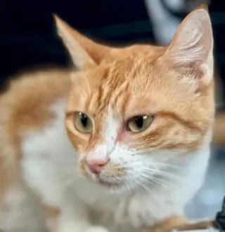 Gingeroo