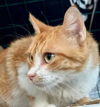 Gingeroo