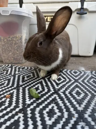 Bunny (Bonnie)