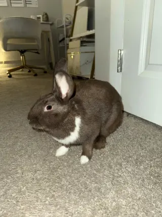 Bunny (Bonnie)