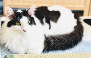 Mew