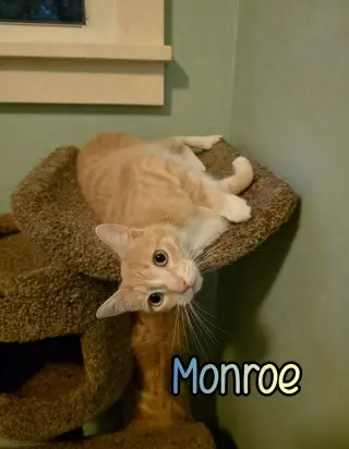 Monroe