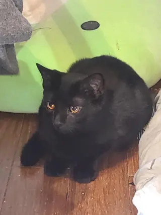 Spyro