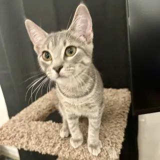 Mollie (kinky tail)