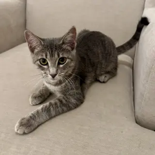 Mollie (kinky tail)