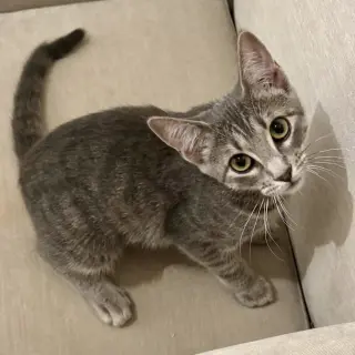 Mollie (kinky tail)