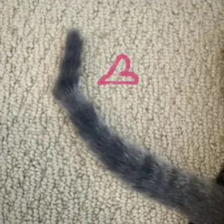 Mollie (kinky tail)