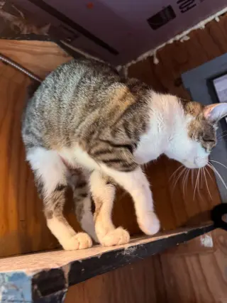 Catrick Swayzee