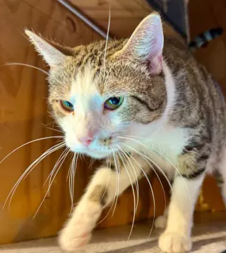 Catrick Swayzee
