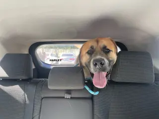 HARLEY