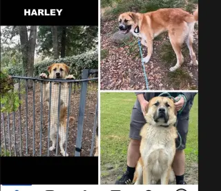 HARLEY