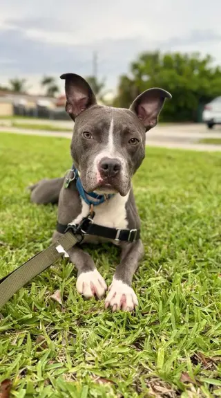Jett