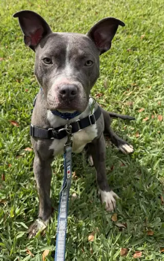 Jett
