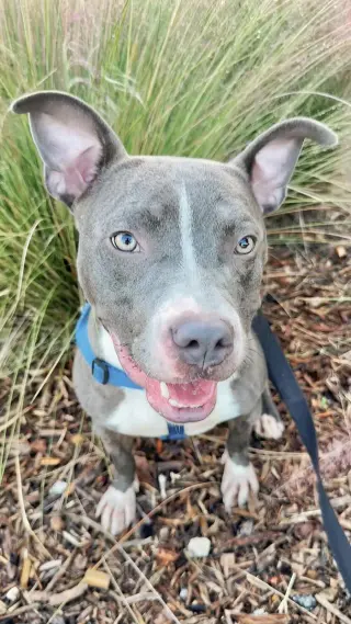 Jett