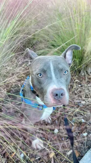 Jett
