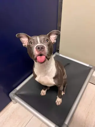 Jett