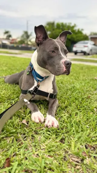 Jett