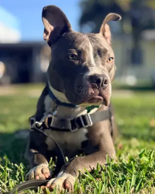 Jett