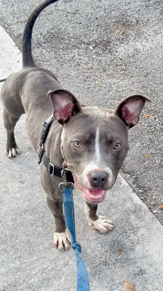 Jett