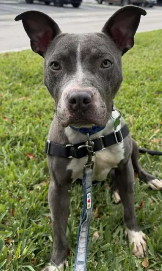 Jett