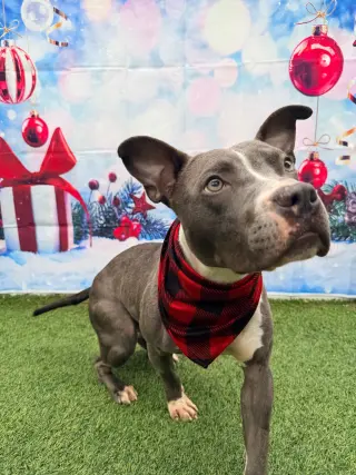 Jett