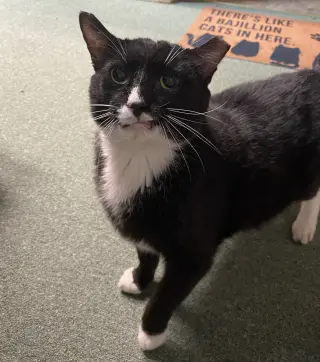 Sylvester (FIV+)