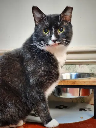 Sylvester (FIV+)