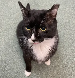 Sylvester (FIV+)