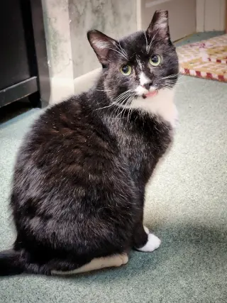 Sylvester (FIV+)