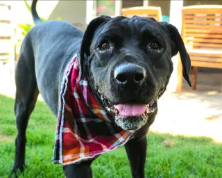 Dudley-Special Needs - Adopt Me!