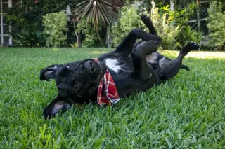 Dudley-Special Needs - Adopt Me!