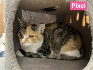 Pixel