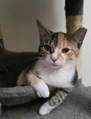 Pixel
