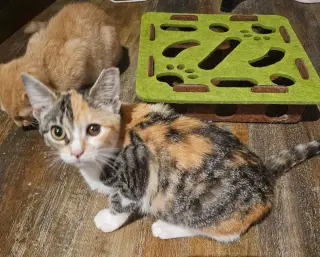 Pixel